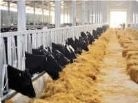 解決方案：賽默飛色譜及痕量元素分析飼料檢測解決方案